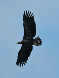 Menno 01 Jonge Zeearend in de Dordtse Biesbos
